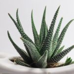 resized_17_api